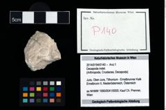 Foto (Objekt + Etikett) von Decapoda indet.  (NHMW-GEO-2014-0194-0140)